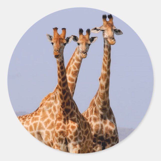 Giraffes Classic Round Sticker (Front)