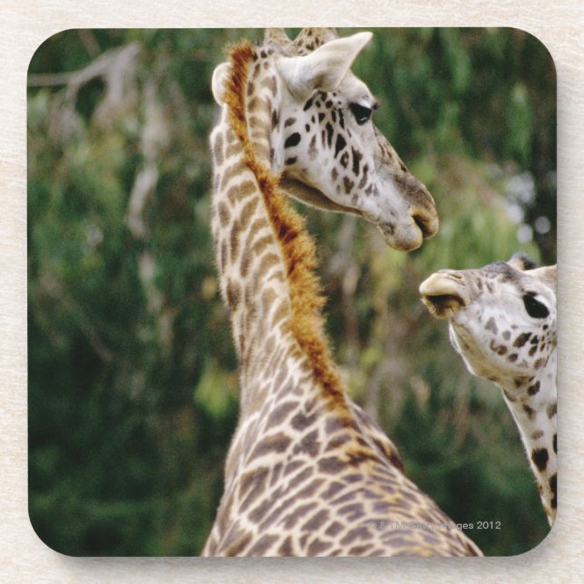Giraffes Coaster (Front)