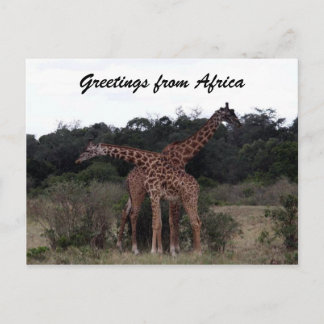 giraffes cross greetings postcard