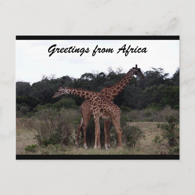 giraffes cross love postcard (Front)