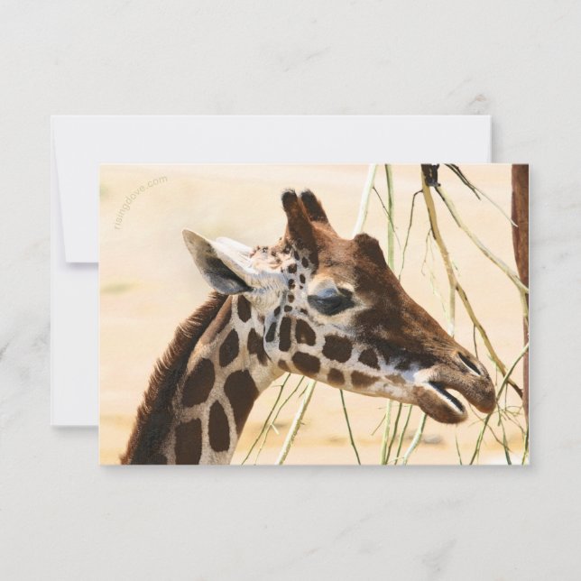 Giraffes Far and Near Thank You Card (Front)