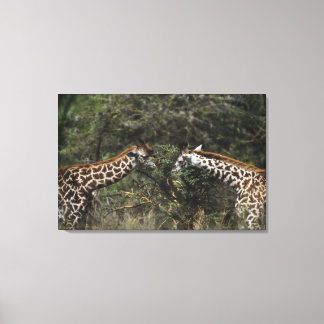 Giraffes Feeding On Acacia Branch, Africa Canvas Print