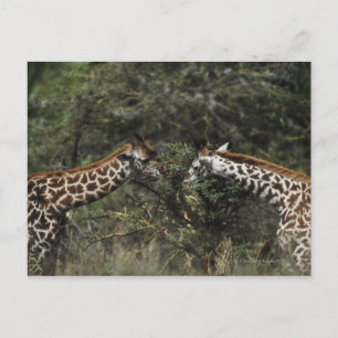 Giraffes Feeding On Acacia Branch, Africa Postcard