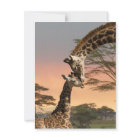 Giraffes Greeting Each Other