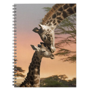 Giraffes Greeting Each Other Spiral Notebook