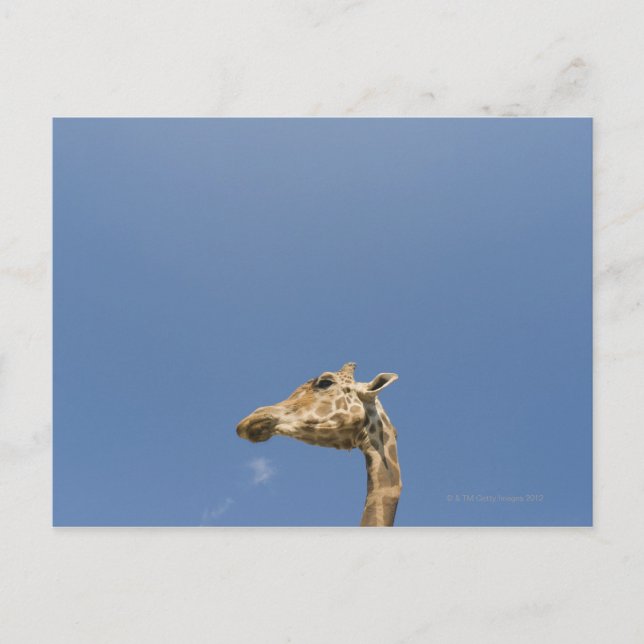 Giraffe's head postcard (Front)