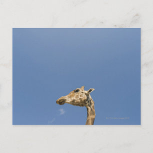 Giraffe's head postcard