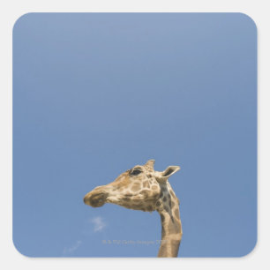 Giraffe's head square sticker