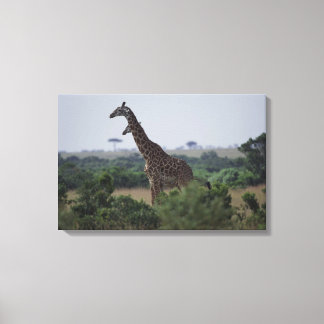Giraffes in Africa Canvas Print