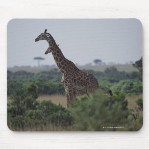 Giraffes in Africa Mouse Pad