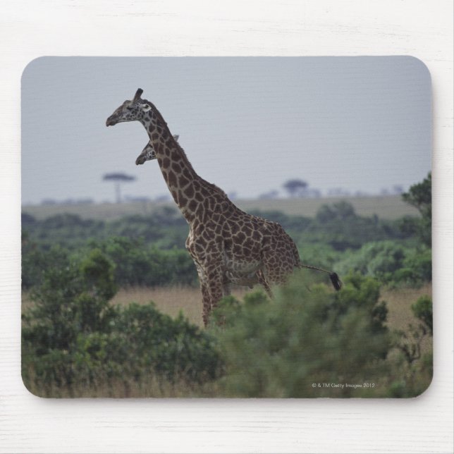 Giraffes in Africa Mouse Pad (Front)