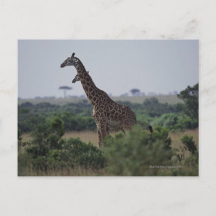 Giraffes in Africa Postcard