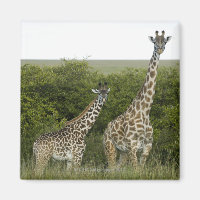 Giraffes in Kenya, Africa 2