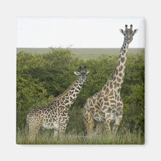 Giraffes in Kenya, Africa 2 Magnet