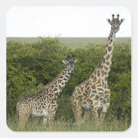 Giraffes in Kenya, Africa 2