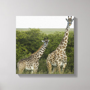 Giraffes in Kenya, Africa Canvas Print