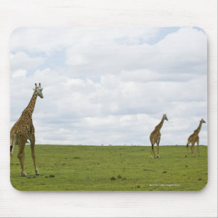 Giraffes in Kenya, Africa Mouse Pad