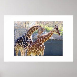 Giraffes in Love Poster