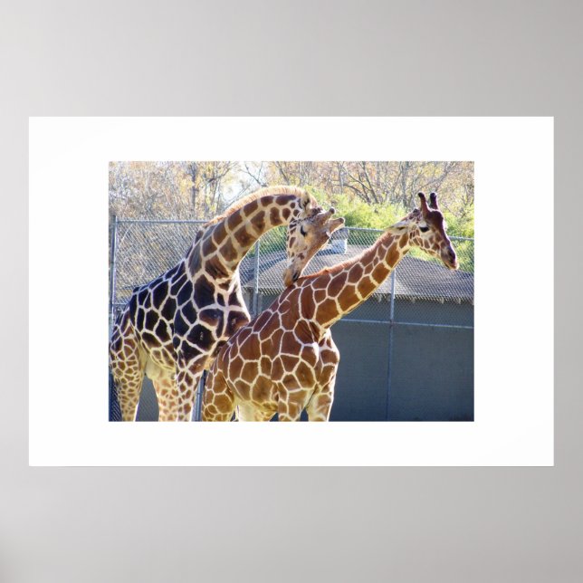 Giraffes in Love Poster (Front)