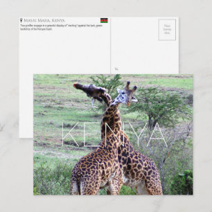 Giraffes in Masai Mara, Kenya Travel Postcard