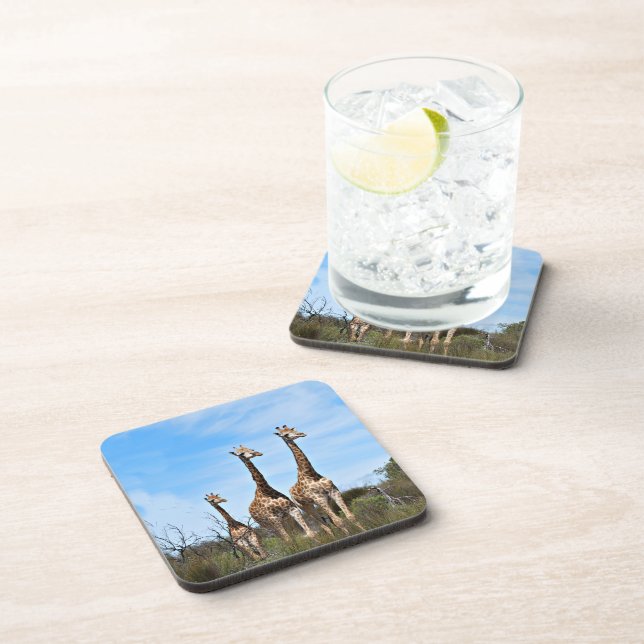 Giraffes in Quiet Grassland Glow Coaster (Right Side)