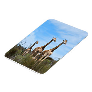 Giraffes in Soft Savannah Light Magnet