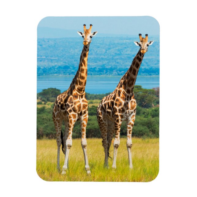 Giraffes on the Savanna, Uganda Magnet (Vertical)