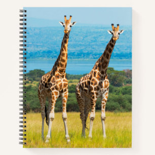 Giraffes on the Savanna, Uganda Notebook