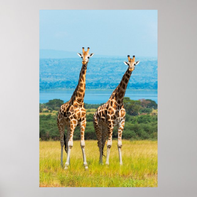 Giraffes on the Savanna, Uganda Poster (Front)