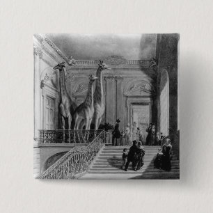 Giraffes on the staircase in the British 15 Cm Square Badge
