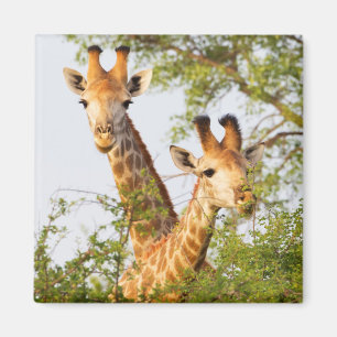 Giraffes Peeking Above Vegetation Magnet
