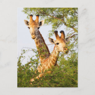 Giraffes Peeking Above Vegetation Postcard