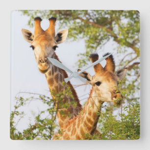 Giraffes Peeking Above Vegetation Square Wall Clock
