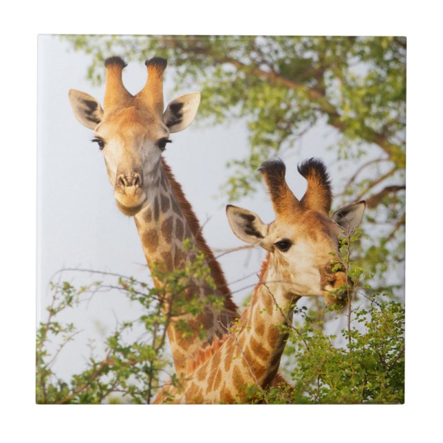 Giraffes Peeking Above Vegetation Tile (Front)