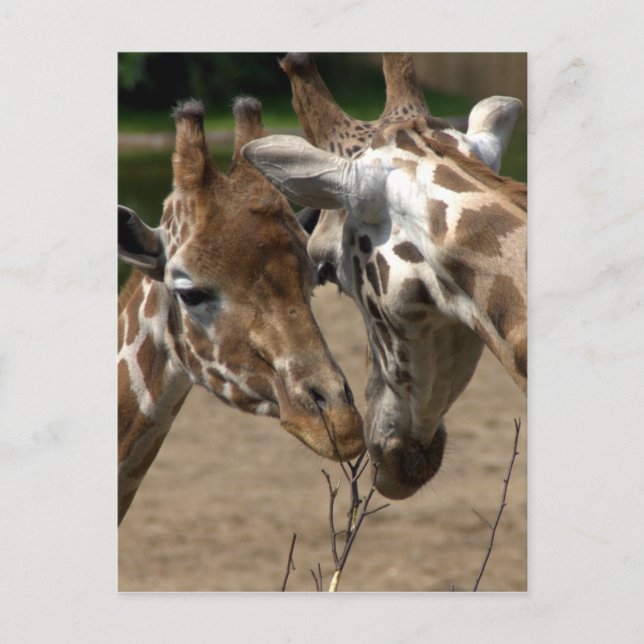 Giraffes Postcard (Front)