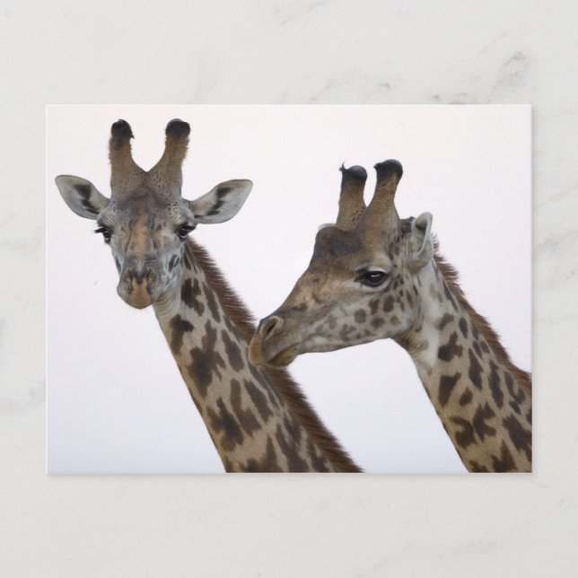 Giraffes Postcard (Front)