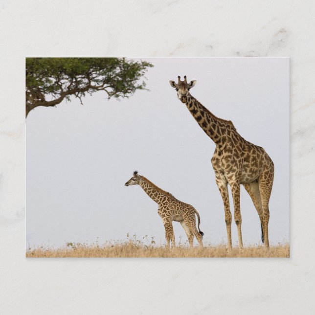 Giraffes Postcard (Front)