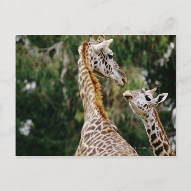 Giraffes Postcard (Front)