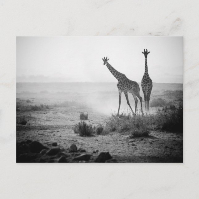 Giraffes Postcard (Front)