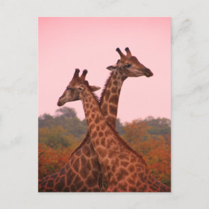 Giraffes Postcard