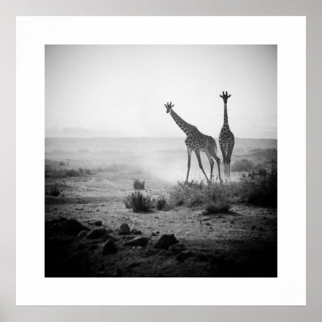 Giraffes Poster (Front)