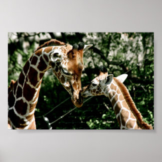 Giraffes Poster