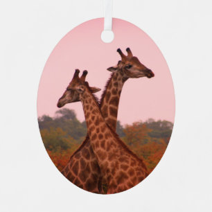 Giraffes standing in mopani trees with pink sky metal tree decoration