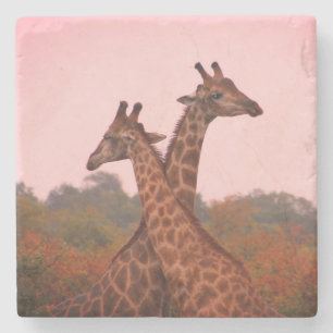 Giraffes Stone Coaster