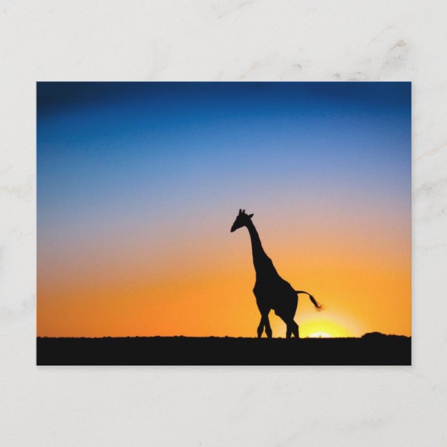 Giraffes sunset postcard (Front)