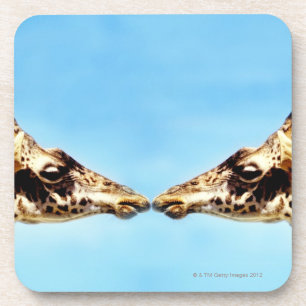 Giraffes touching noses coaster