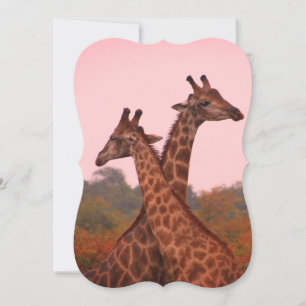 Giraffes with a pink sky  card