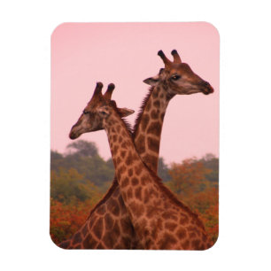 Giraffes with a pink sky magnet