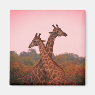 Giraffes with a pink sky  magnet
