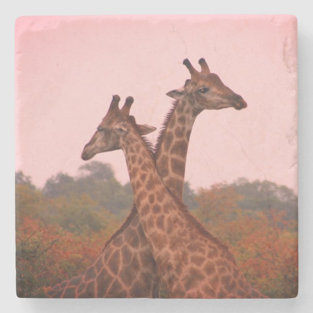 Giraffes with a pink sky  stone coaster (Front)